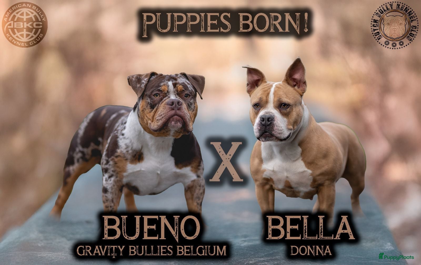 Amerikaanse Bully honden Pocket bullys  - Advertentie 1