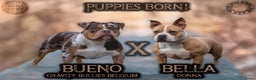 Amerikaanse Bully honden te koop: Pocket bullys  - Advertentie 1