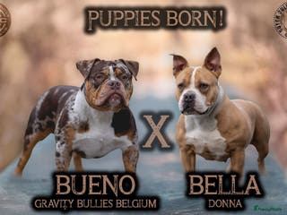 Amerikaanse Bully honden Pocket bullys - Advertentie 1