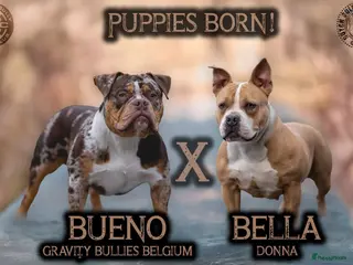 Amerikaanse Bully honden Pocket bullys - Advertentie 2