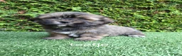 Malshi honden te koop: Zeer mooie speelse boomer pups.  - Advertentie 5