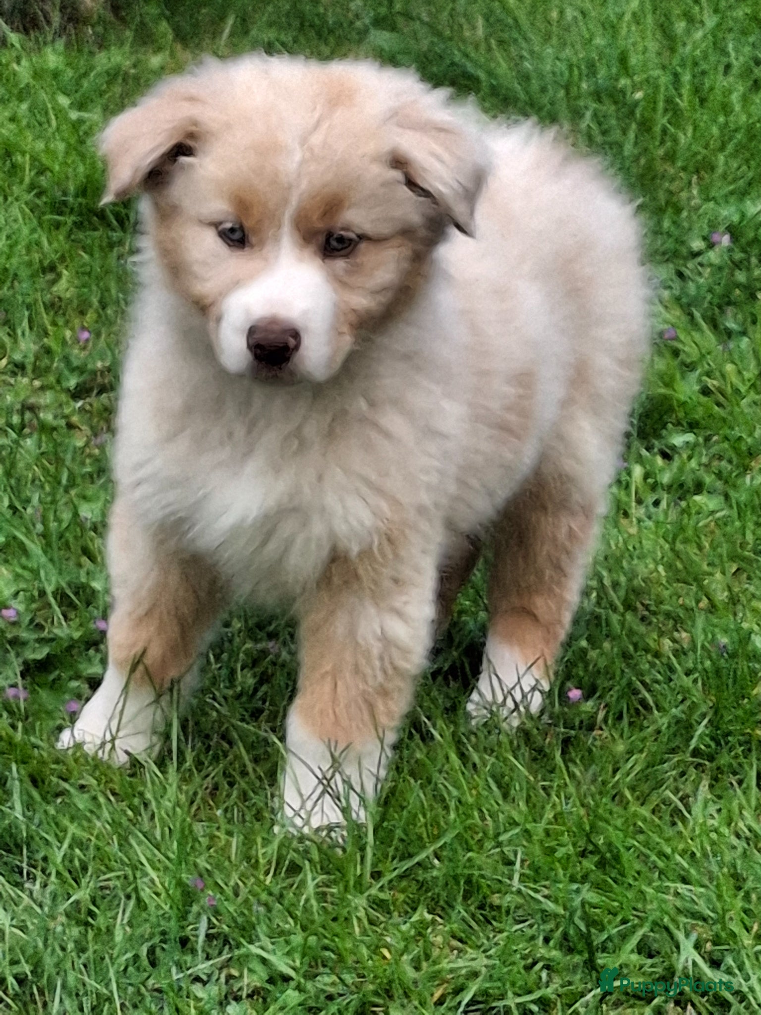 Australian Shepherd honden Raszuiver Australian Shepherd pups op de boerderij - Advertentie 1