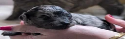 Labradoodle honden te koop: Mini labradoodle/poedel - Advertentie 10