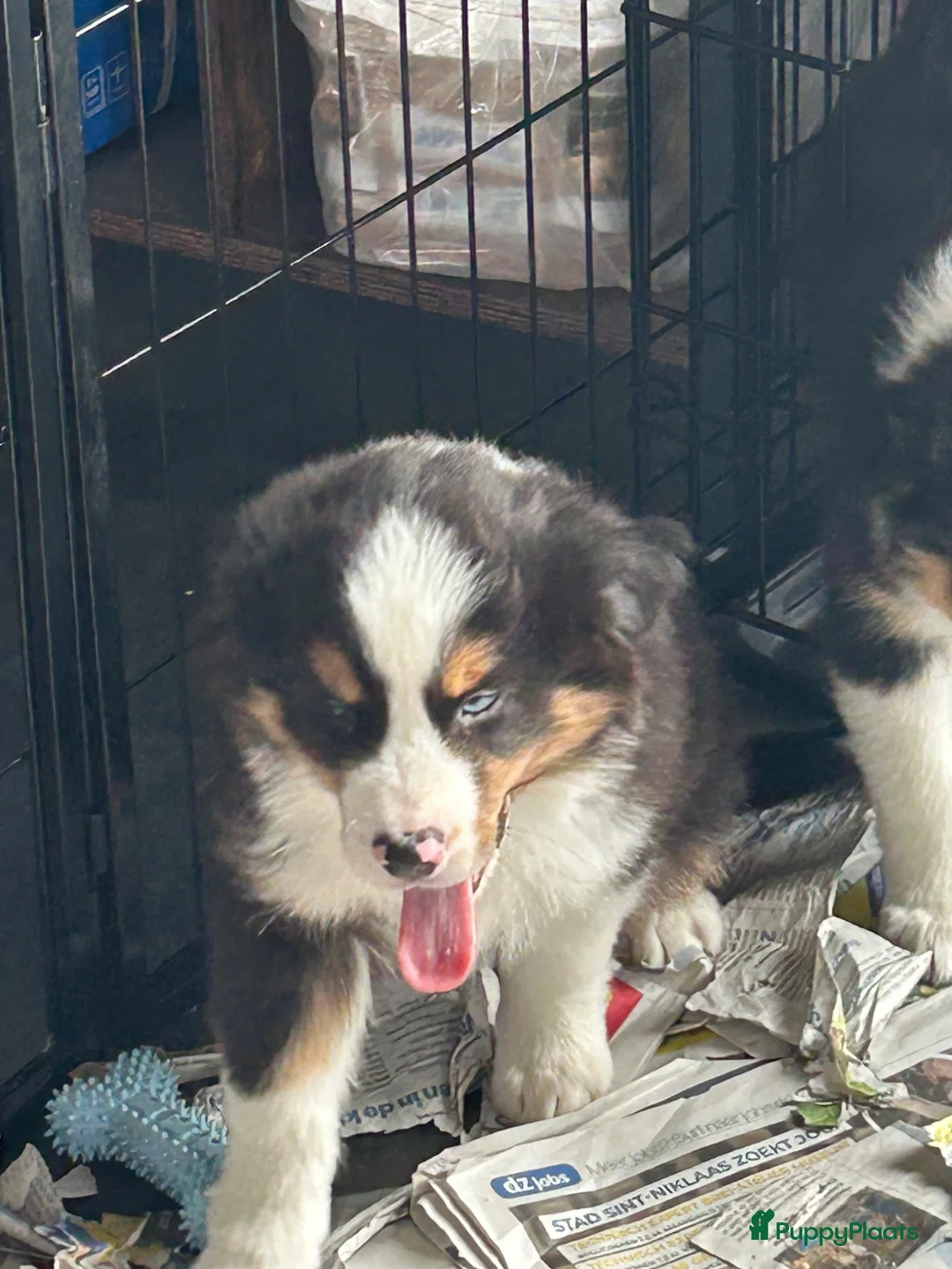 Australian Shepherd honden te koop: Miniature American shepherd - Advertentie 10