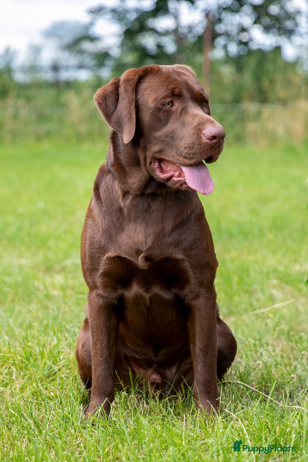 Labrador Retriever honden te koop: Raszuiver labrador pups mogen naar nieuw huisje  - Advertentie 20