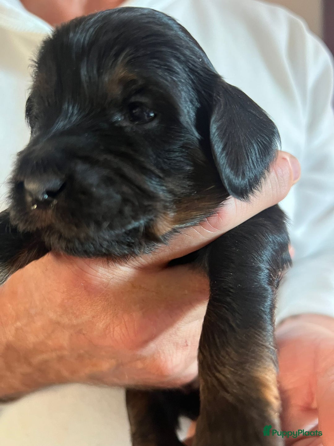 Kruising honden te koop: Labradoodle pups - Advertentie 10