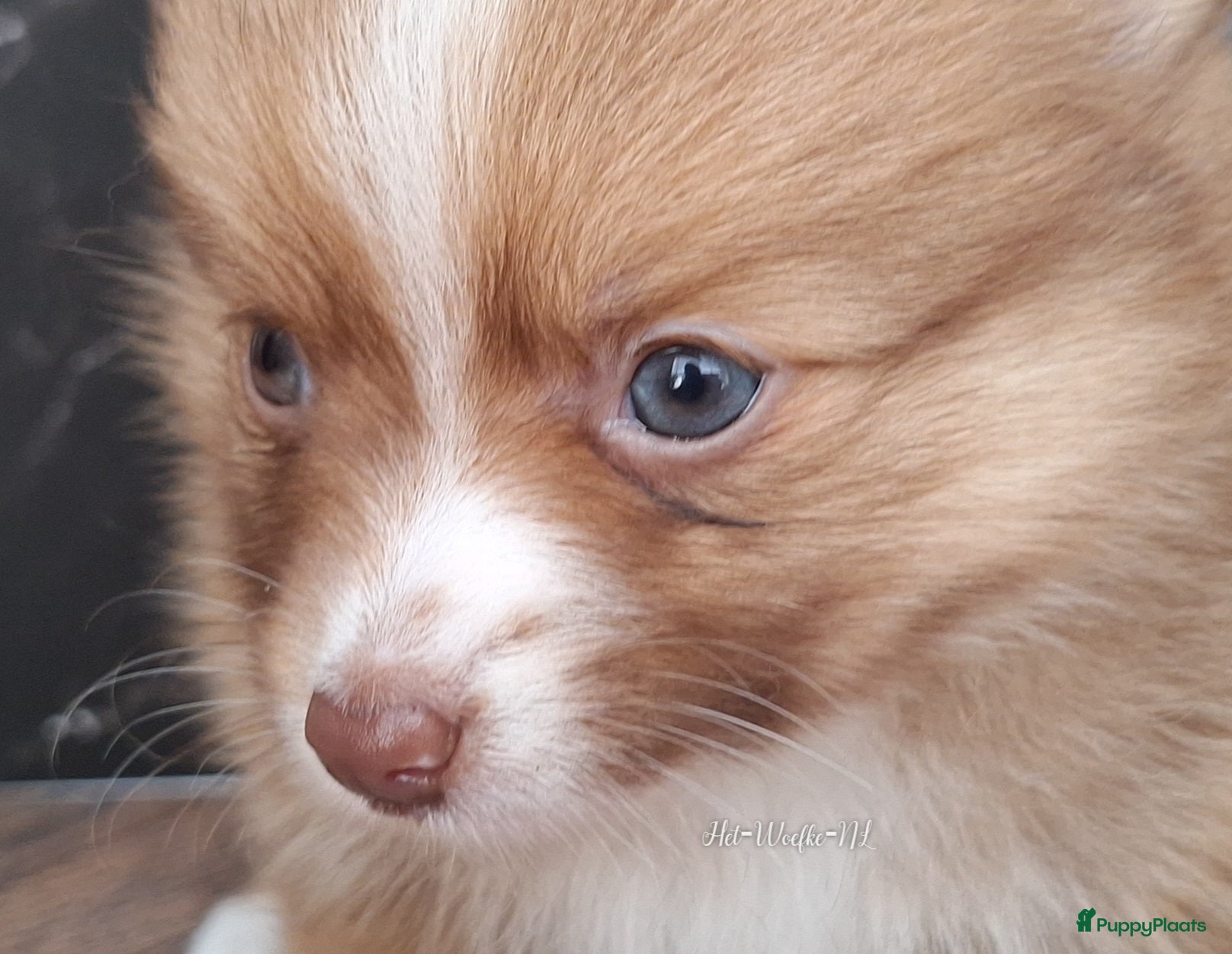 Pomsky honden te koop: Simba 💙 F3b pomsky puppy - Advertentie 4