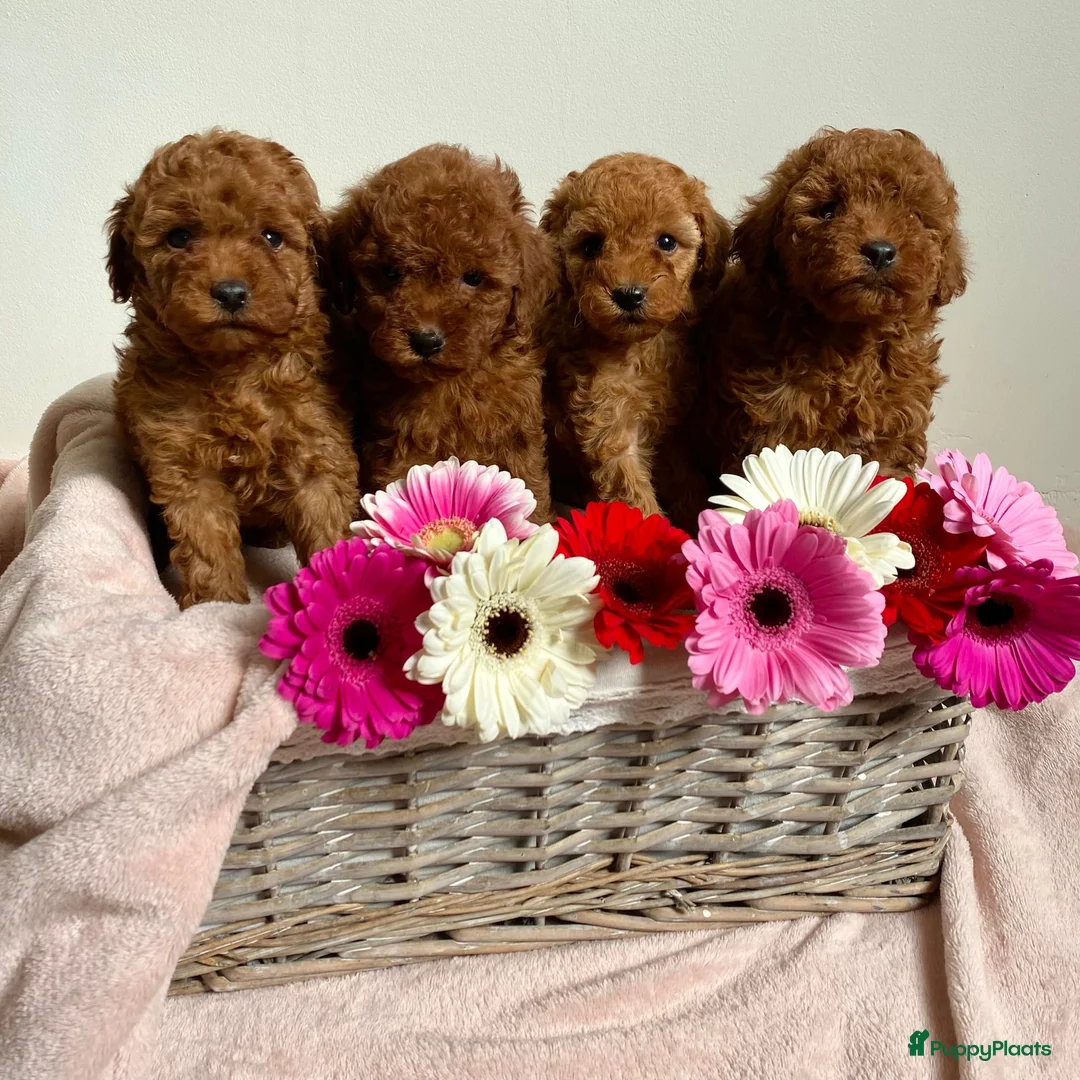 Poedel Toy honden te koop: Toy poedel abrikoos - Advertentie 1