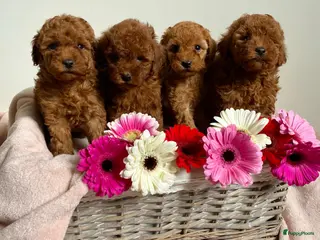 Poedel Toy honden Toy poedel abrikoos - Advertentie 1