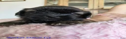 Shih Tzu honden te koop: 6 Mooie shih tzu pups - Advertentie 5