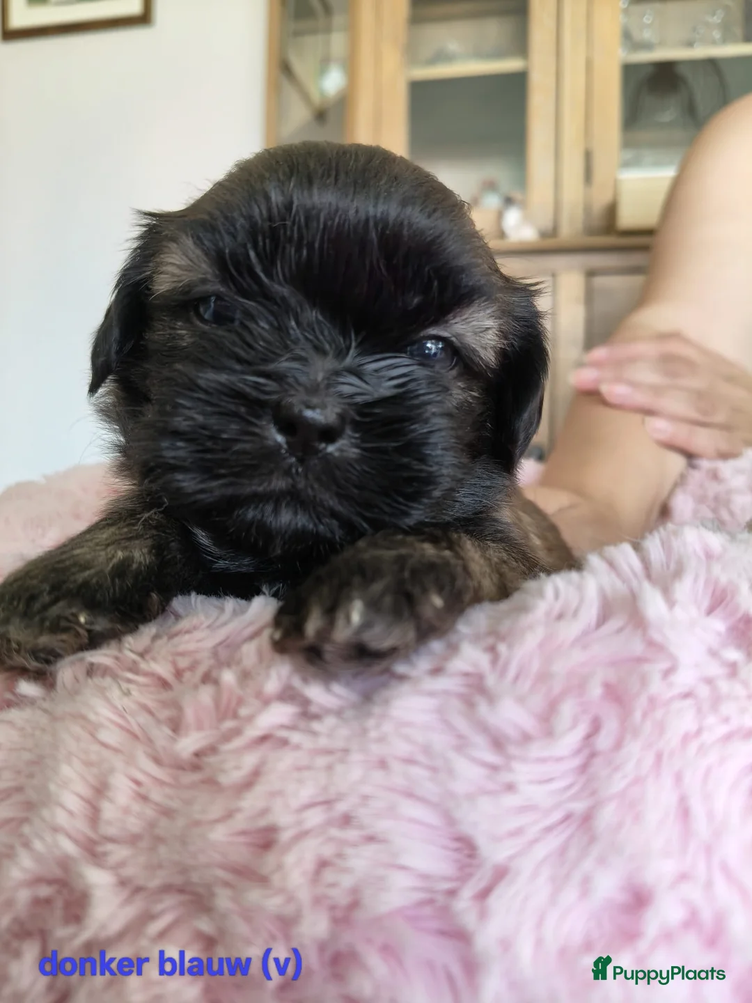 Shih Tzu honden te koop: 6 Mooie shih tzu pups - Advertentie 5