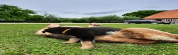 Duitse Herder honden te koop: Mooie Duitse herderpups in Beltrum - Advertentie 9