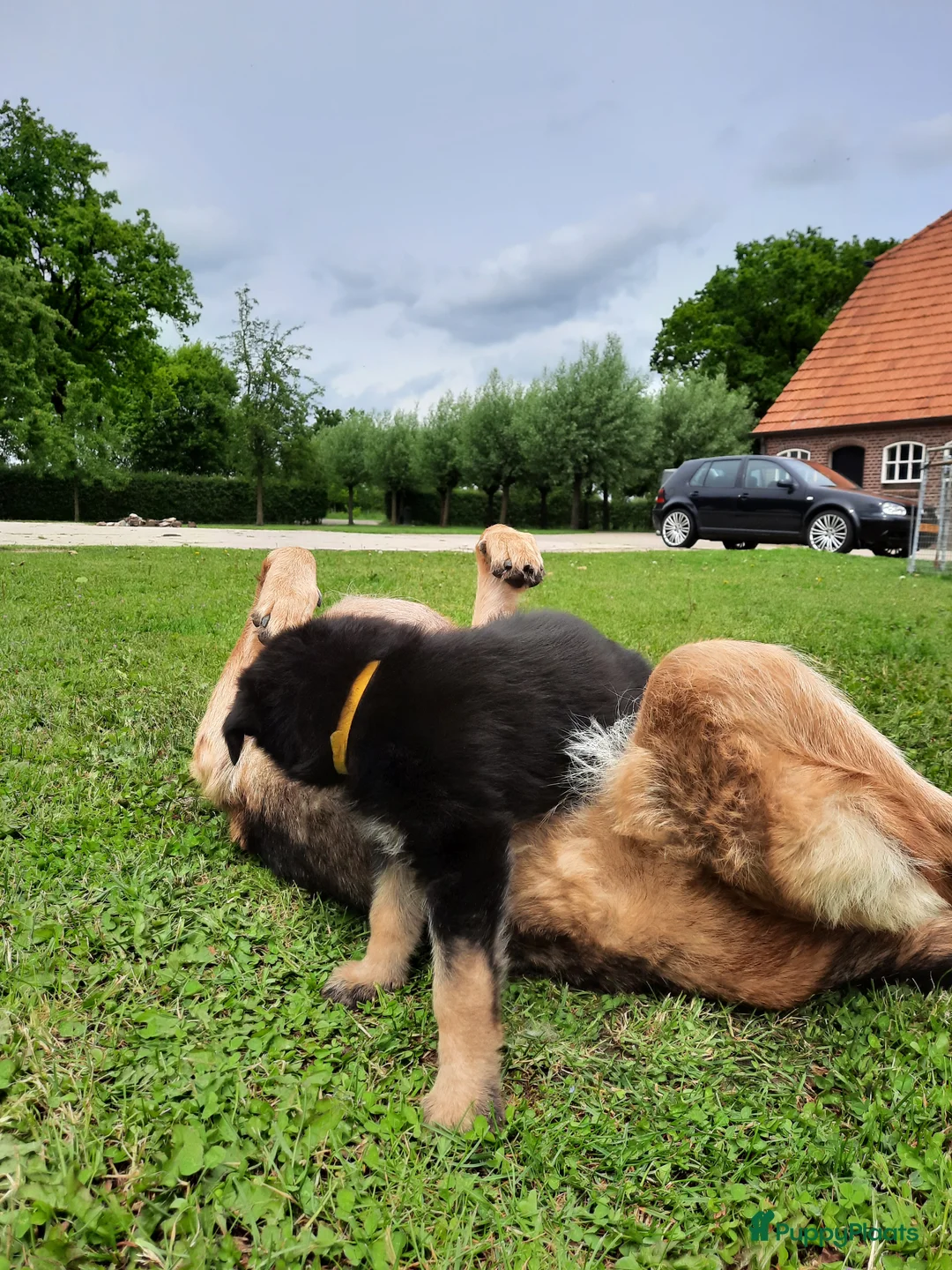 Duitse Herder honden te koop: Mooie Duitse herderpups in Beltrum - Advertentie 9