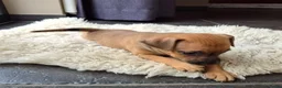 Dwergpinscher honden te koop: Dwergpinschers pups te koop - Advertentie 7
