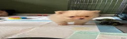 Pomeriaan honden te koop: Te koop  bear face pomeriaan pups - Advertentie 2