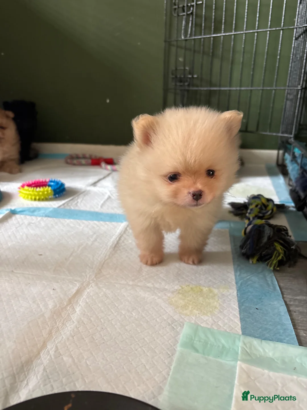Pomeriaan honden te koop: Te koop  bear face pomeriaan pups - Advertentie 2