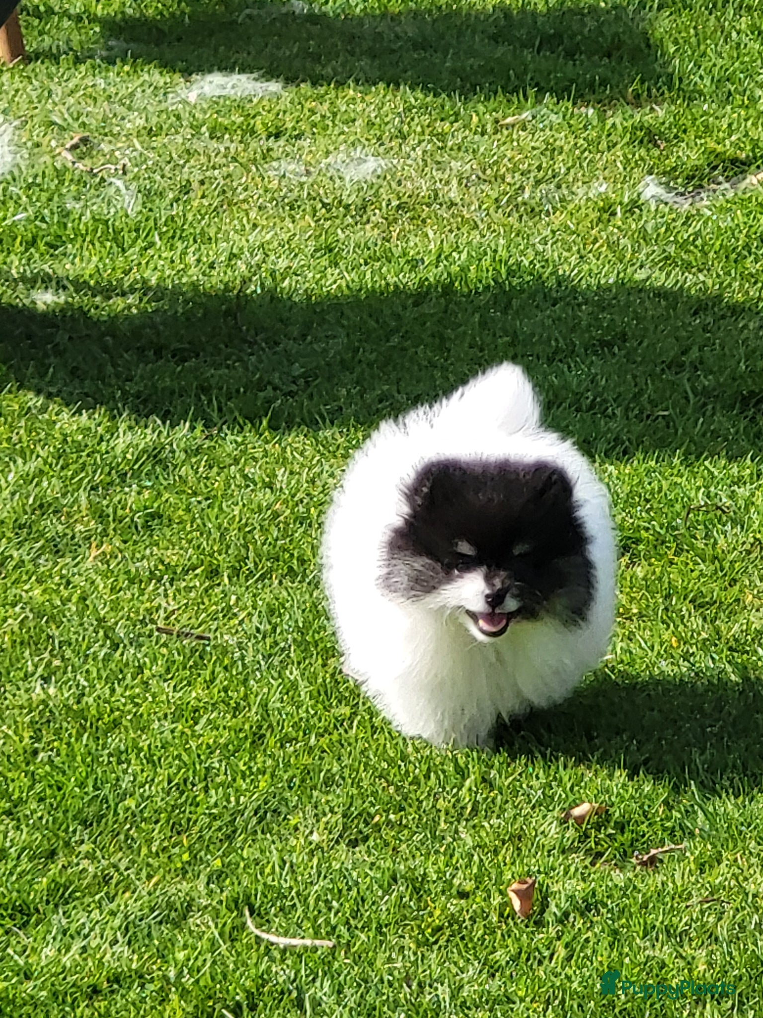 Pomeriaan honden Twee geweldige pomeriaanpups - Advertentie 6