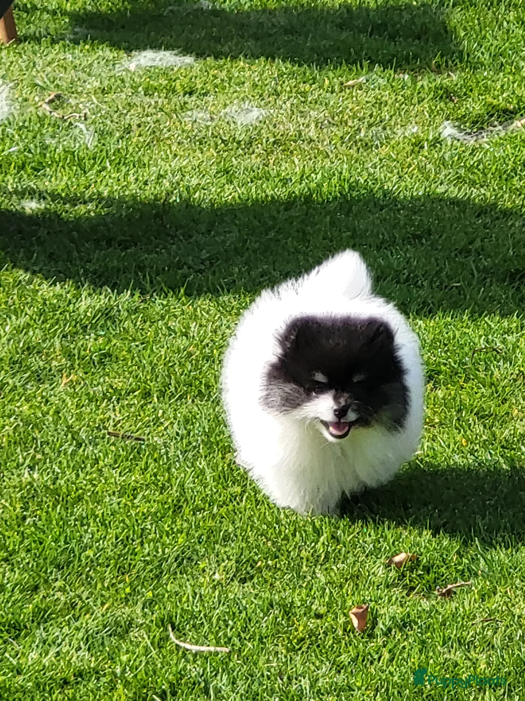 Pomeriaan honden te koop: Twee geweldige pomeriaanpups - Advertentie 1