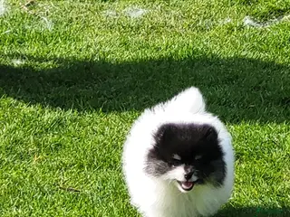 Pomeriaan honden Twee geweldige pomeriaanpups - Advertentie 6