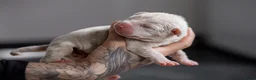 Amerikaanse Bully honden te koop: Prachtig nest American Bully pups - Advertentie 5