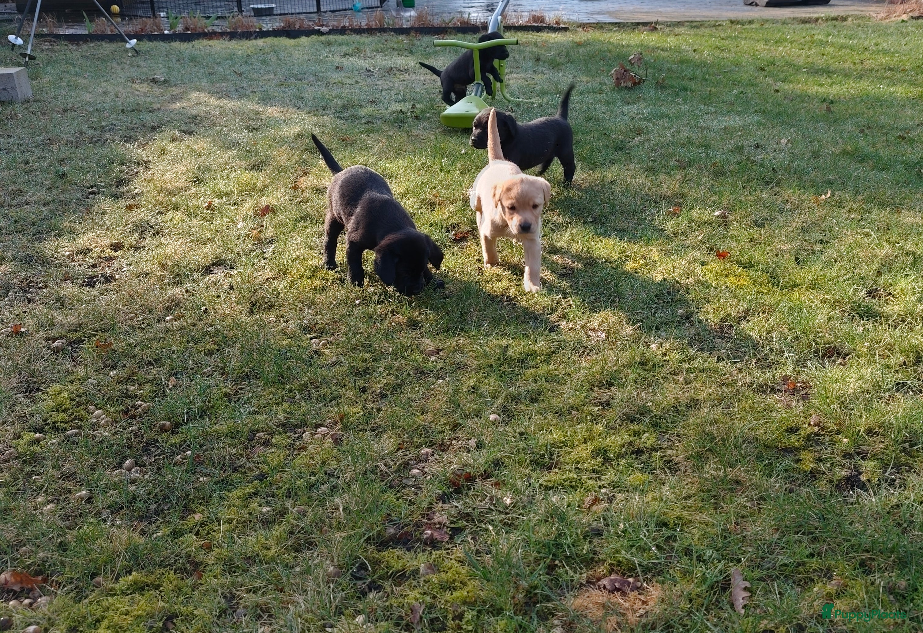 Labrador Retriever honden Fieldtrial labrador pups  - Advertentie 1