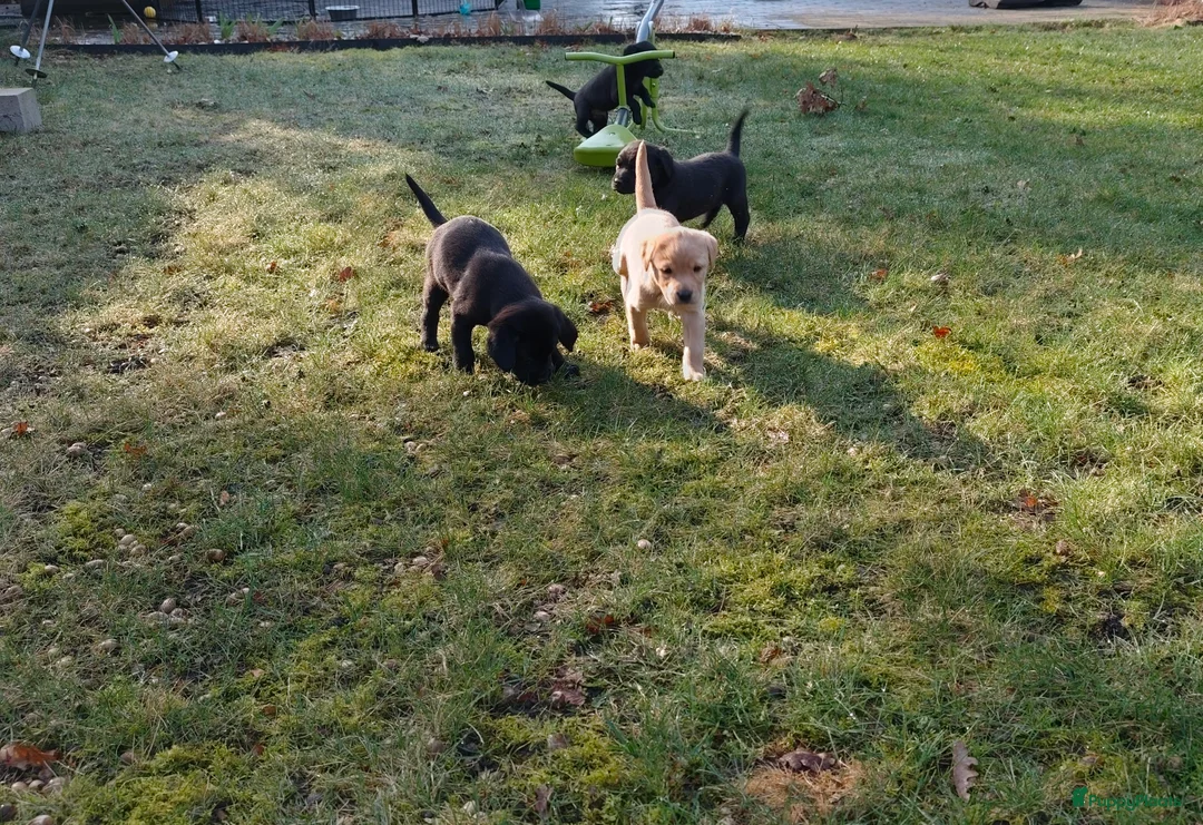 Labrador Retriever honden te koop: Fieldtrial labrador pups  - Advertentie 1