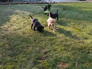 Labrador Retriever honden Fieldtrial labrador pups - Advertentie 1