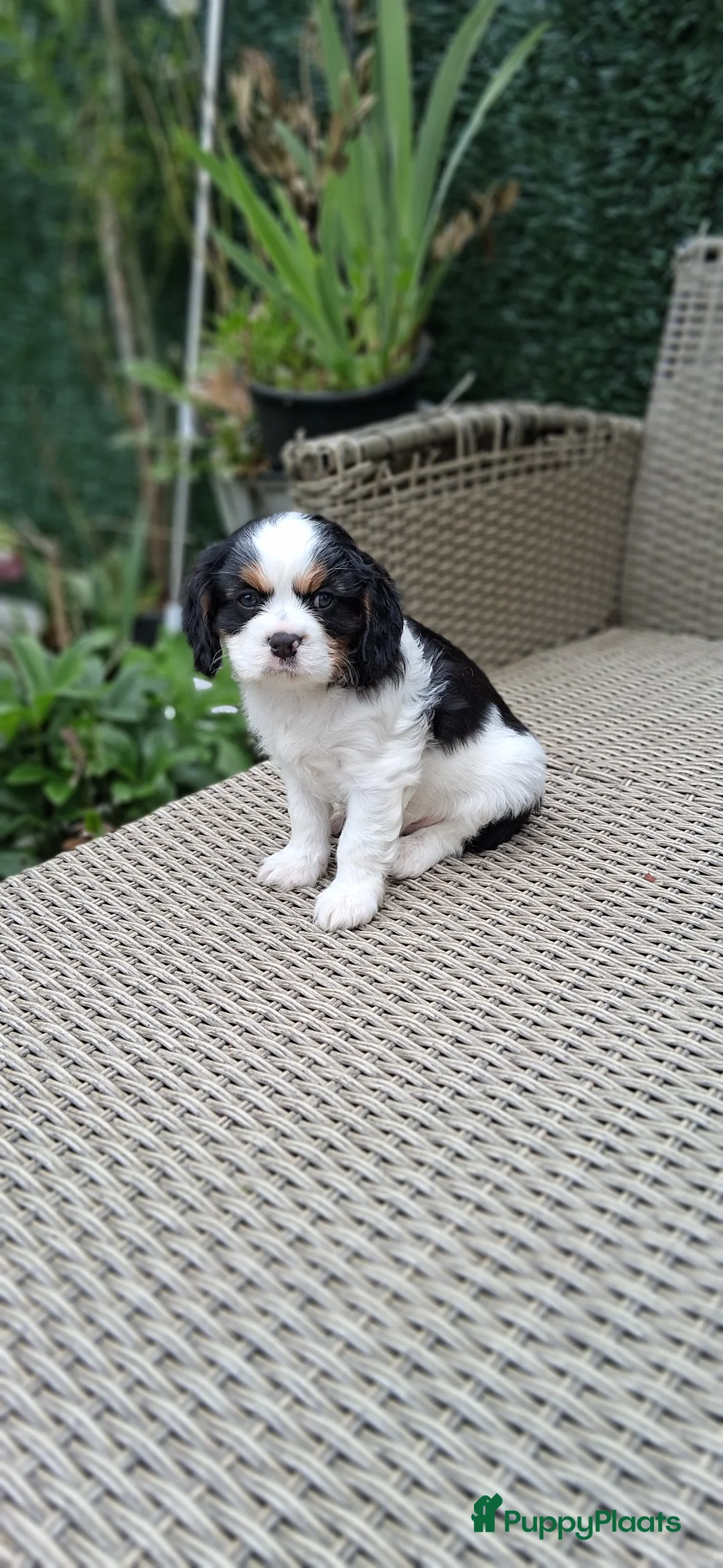 Cavalier King Charles Spaniel honden te koop: Zeer lieve mooie schattige cavalier king charel  - Advertentie 2