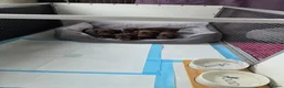 Ruwhaar Teckel honden te koop: Prachtig ruwharig chocotan speels en vrij reutje  - Advertentie 3