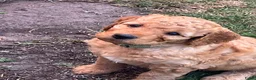 Labradoodle honden te koop: Medium labradoodel in Kwintsheul - Advertentie 9