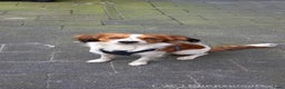 Kooikerhondje honden ter dekking: Kooiker dekreu aangeboden in Sumar - Advertentie 1