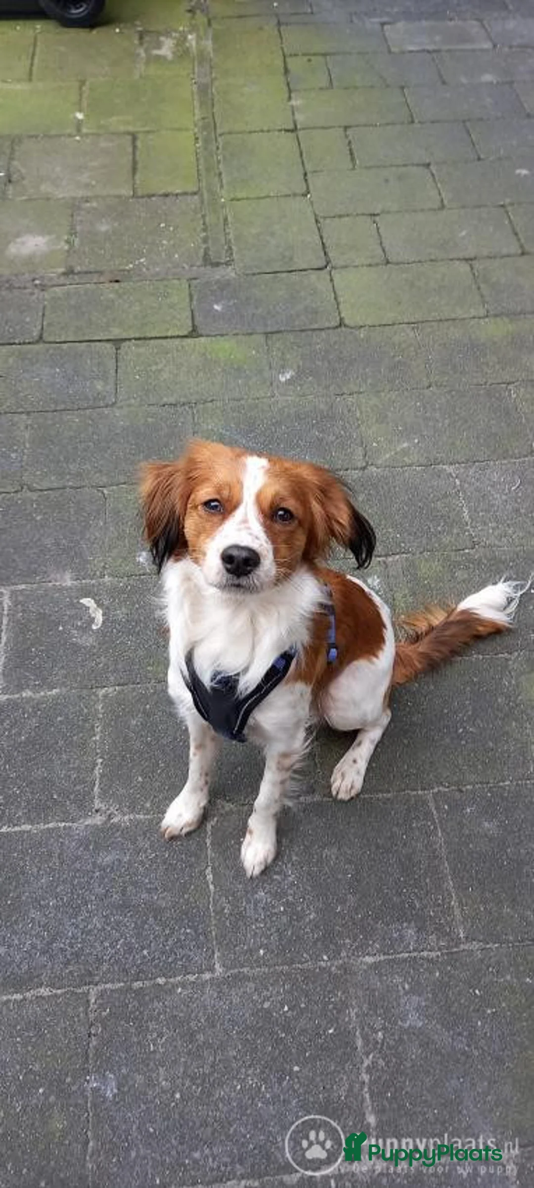 Kooikerhondje honden ter dekking: Kooiker dekreu aangeboden in Sumar - Advertentie 1