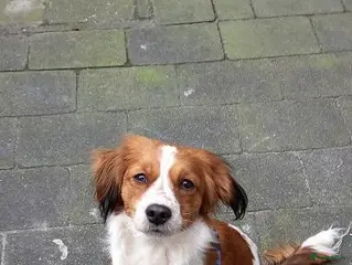 Kooikerhondje honden Kooiker dekreu aangeboden in Sumar - Advertentie 4