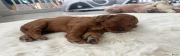 Australian Labradoodle honden te koop: Australian Labradoodle puppies - Advertentie 2