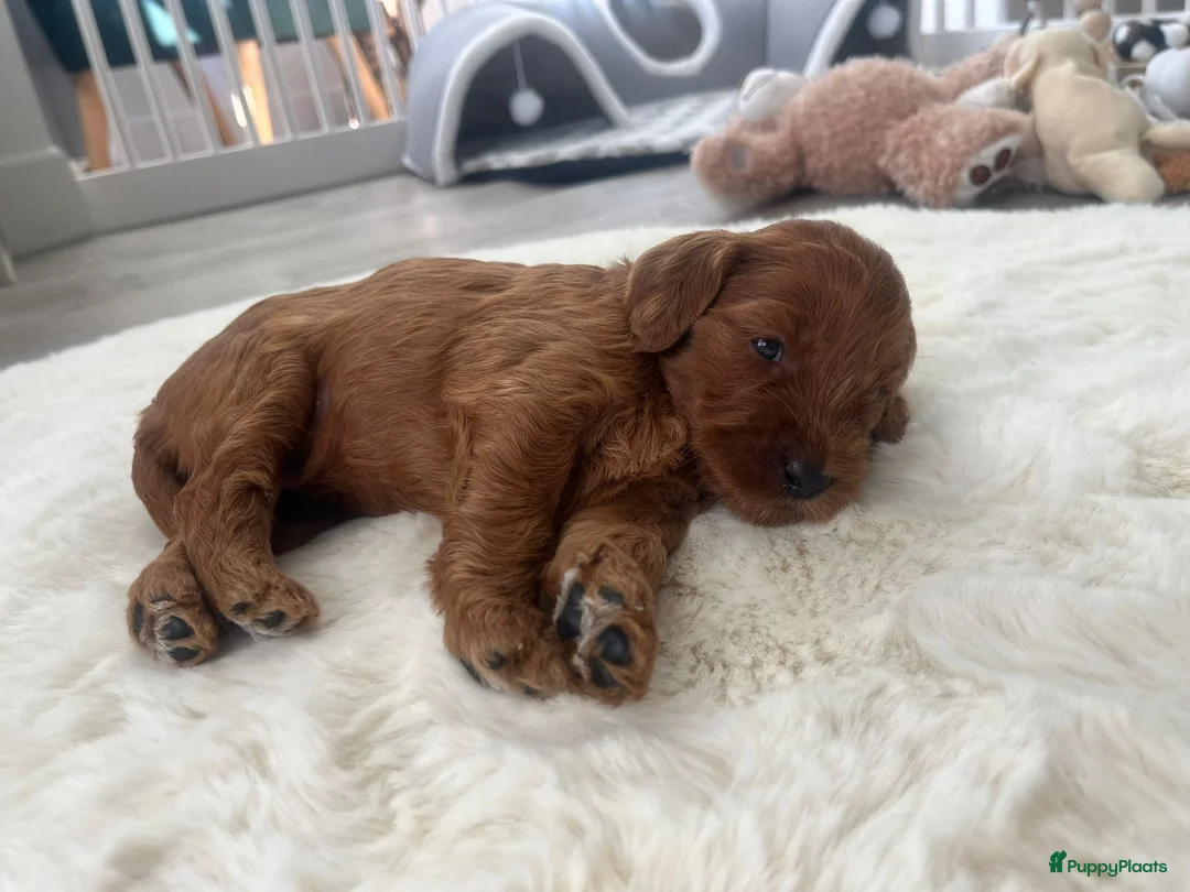 Australian Labradoodle honden te koop: Australian Labradoodle puppies - Advertentie 2