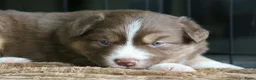 Australian Shepherd honden te koop: Aussie herder pups en huiselijke sfeer opgegroeid - Advertentie 7
