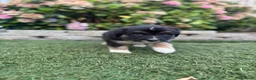 Australian Shepherd honden te koop: Lieve Australian Shepherd pups - Advertentie 16