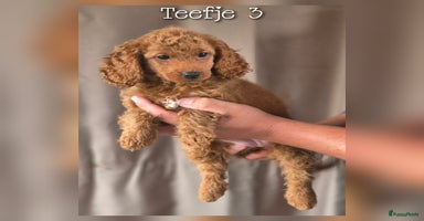 Maltipoo honden - Advertentie 6