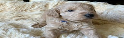 Kruising honden te koop: Goldendoodle Medium Pups Geboren - Advertentie 11