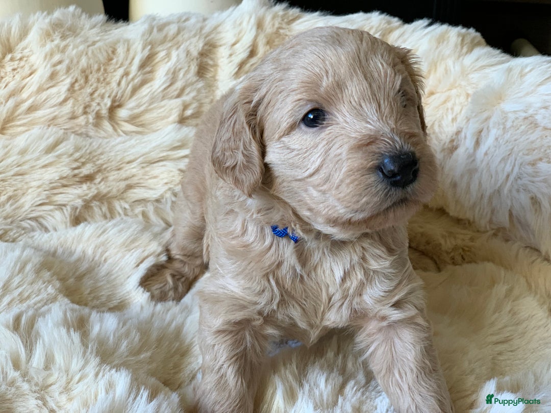 Kruising honden te koop: Goldendoodle Medium Pups Geboren - Advertentie 11
