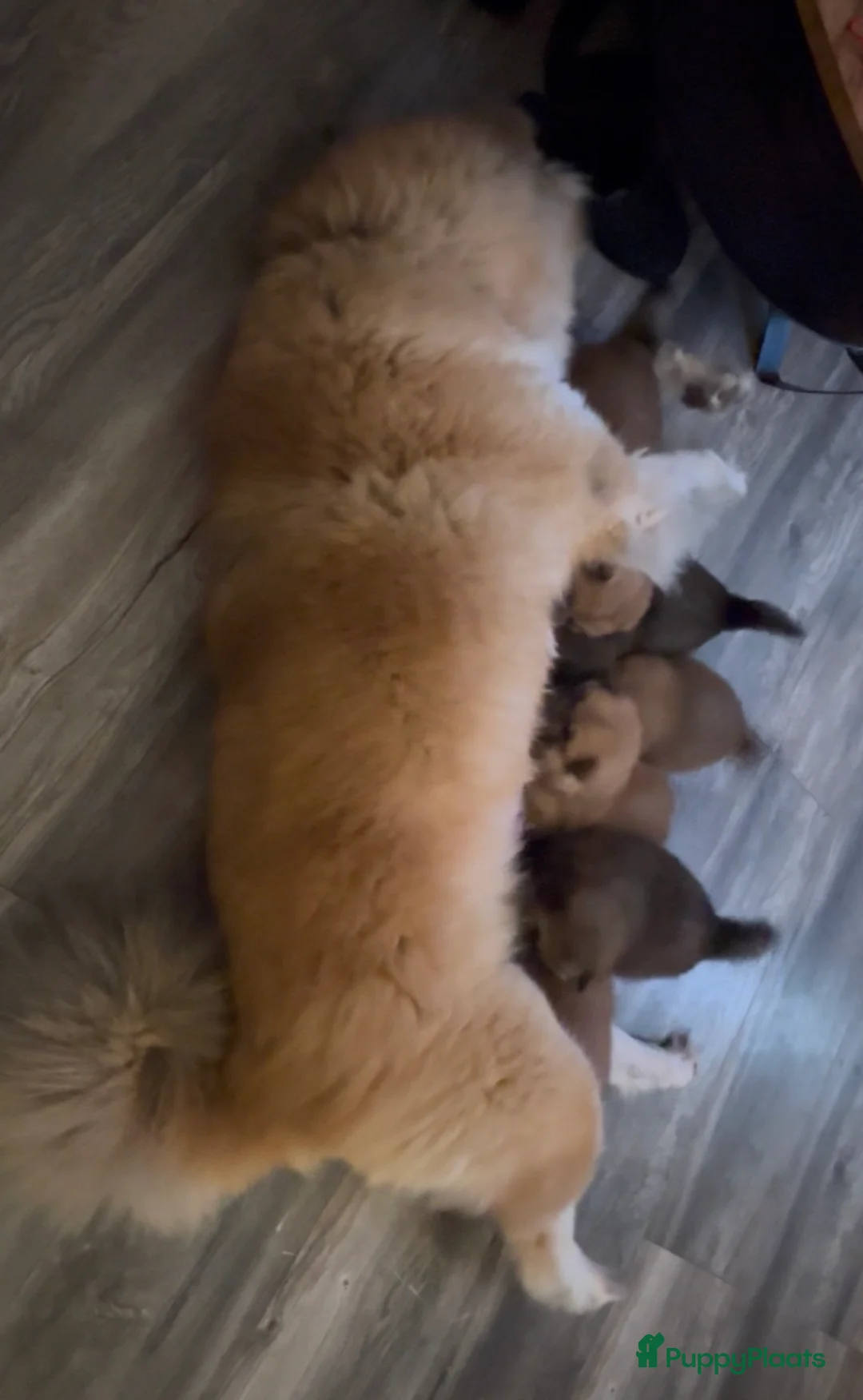 Eurasiër honden te koop: Eurasier pup  - Advertentie 6