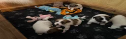 Jack Russel Terriër honden te koop: Jack Russel pups te koop met stamboom - Advertentie 3
