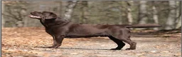 Labrador Retriever honden te koop: Nestaankondiging choco Labrador pups - Advertentie 3
