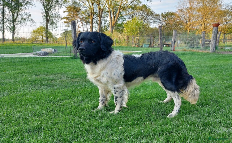 Friese Stabij honden in Baarle-Nassau - Advertentie 7