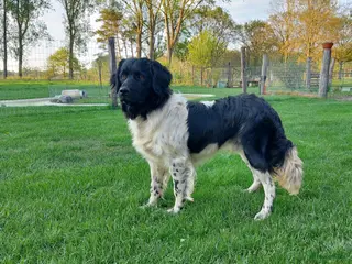 Friese Stabij honden Friese stabij dekreu met stamboom in Baarle-Nassau - Advertentie 10