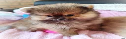 Pomeriaan honden te koop: Drie zeer schattige mini bearface pomeranian pups! - Advertentie 4