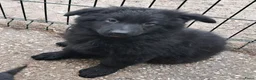 Duitse Herder honden te koop: Langstokharige Duitse Herder puppies zw.en zw/br  - Advertentie 14