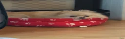 Pomeriaan honden te koop: Prachtige pomeriaan reutjes - Advertentie 2