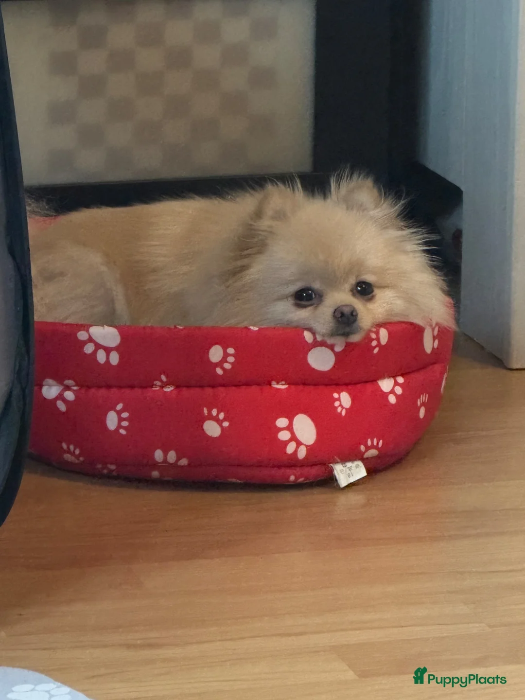 Pomeriaan honden te koop: Prachtige pomeriaan reutjes - Advertentie 2