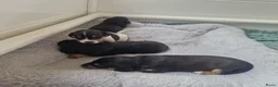 Jack Russel Terriër honden te koop: Jack Russellpups - Advertentie 3